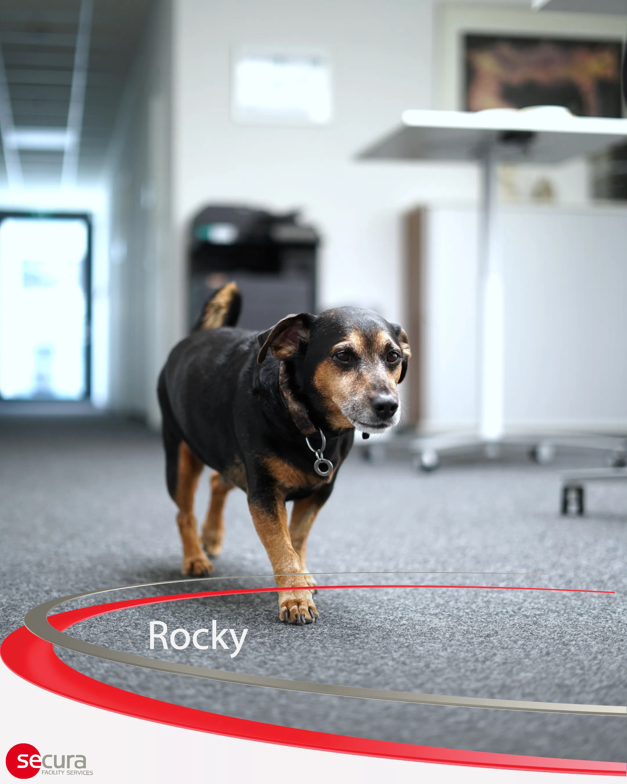 Bürohund Rocky