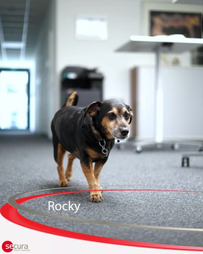 Bürohund Rocky